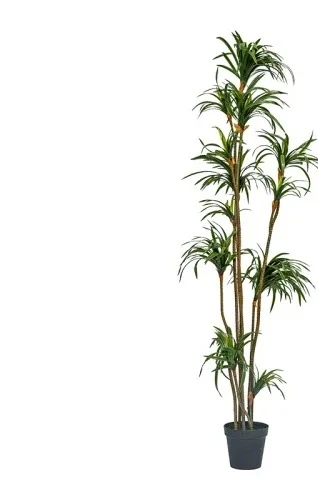 Dracaena Marginata - شجرة دراسينا مارجيناتا الاصطناعية، نبات أخضر،