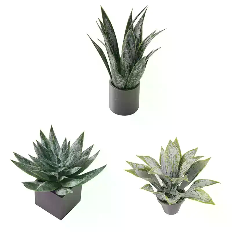 زينة نبات الصبار المصغر في وعا - مراجعة Aloe Vera Pot وسعره