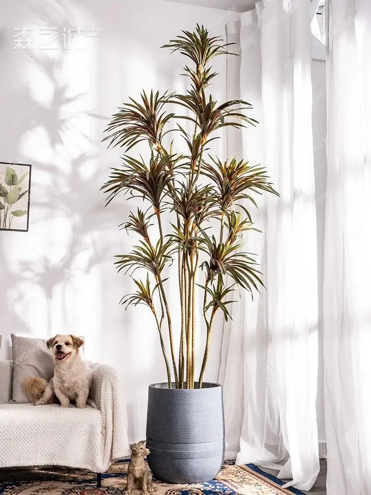 شجرة دراسينا مارجيناتا الاصطنا - مراجعة Dracaena Marginata وسعره