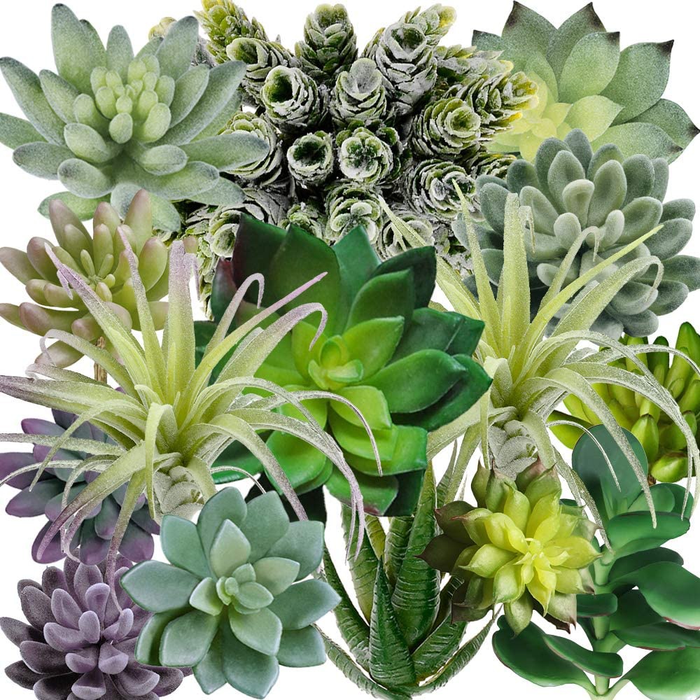 15 قطعة من النباتات العصارية ا - مراجعة Echeveria Succulent وسعره