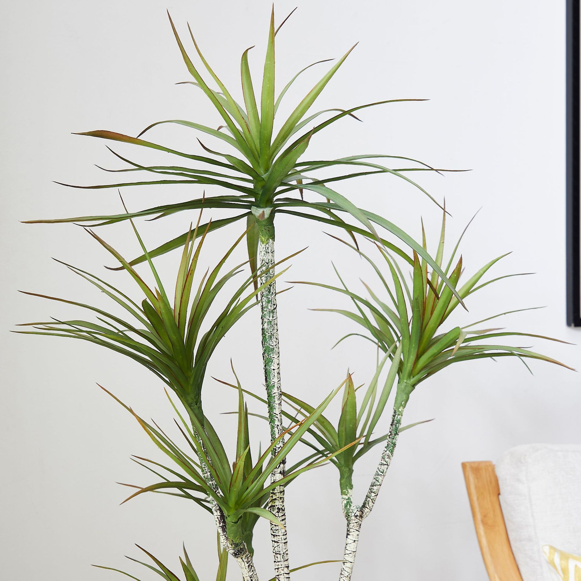 بوعاء بلاستيك صناعي ​ نبات Dra - مراجعة Dracaena Marginata وسعره