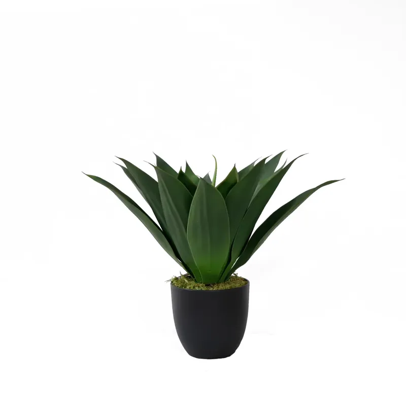 نبات الصبار الاصطناعي في وعاء، - مراجعة Aloe Vera Pot وسعره