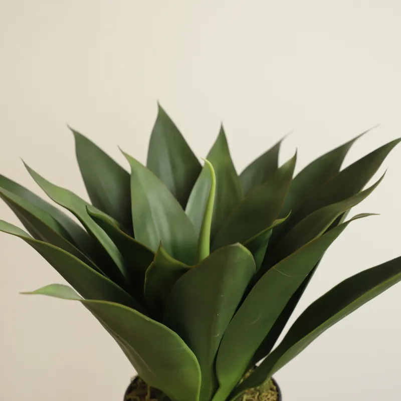 نبات الصبار الاصطناعي في وعاء، - مراجعة Aloe Vera Pot وسعره